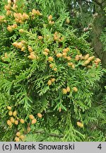 Thuja occidentalis Spiralis