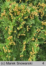 Thuja occidentalis Spiralis