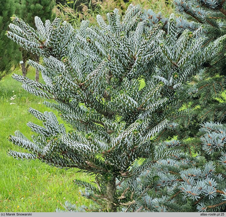 Abies koreana Silberlocke