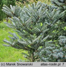 Abies koreana Silberlocke