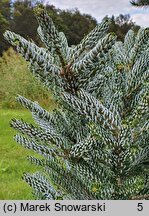 Abies koreana Silberlocke