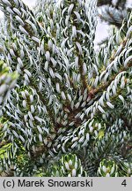 Abies koreana Silberlocke