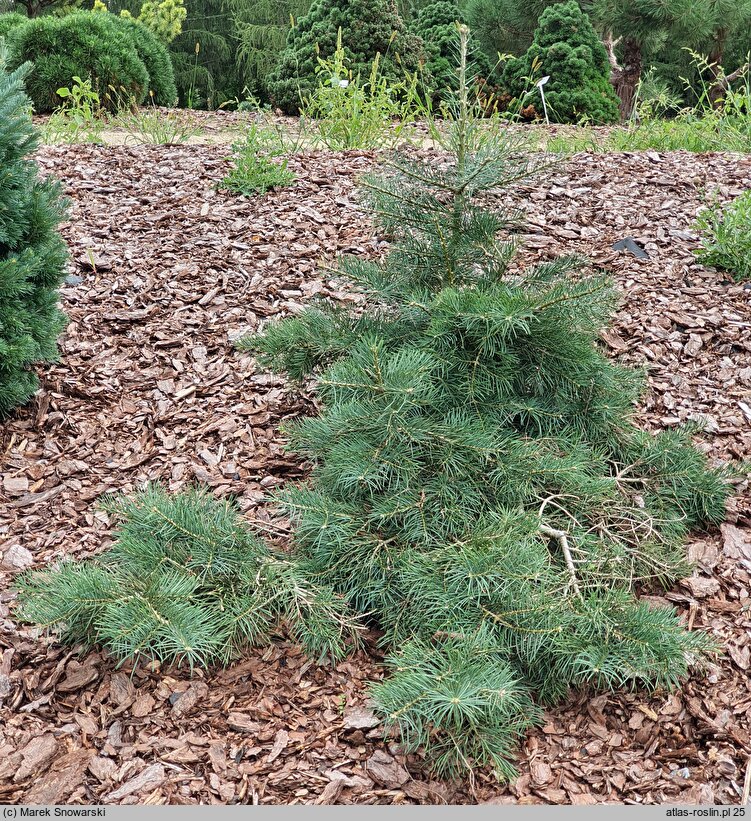 Abies concolor Dables Weeping