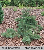 Abies concolor Dables Weeping