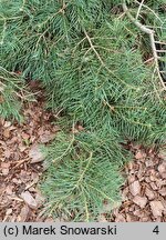 Abies concolor Dables Weeping