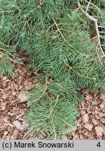 Abies concolor Dables Weeping