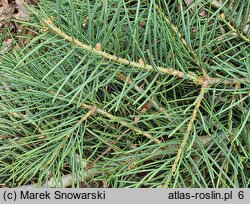 Abies concolor Dables Weeping