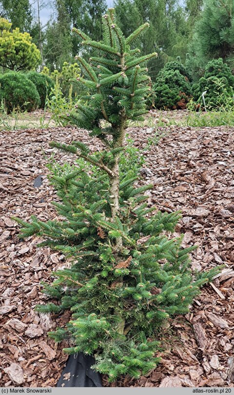 Abies cephalonica Meyer's Dwarf