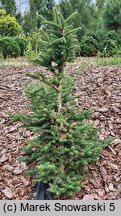 Abies cephalonica Meyer's Dwarf