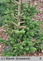 Abies cephalonica Meyer's Dwarf