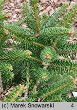 Abies cephalonica Meyer's Dwarf