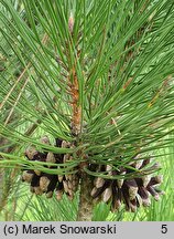 Pinus nigra Green Rocket