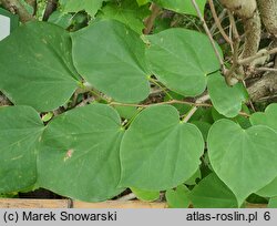 Cercis canadensis (judaszowiec amerykański)