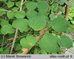 Cercis canadensis (judaszowiec amerykański)