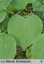 Cercis canadensis (judaszowiec amerykański)