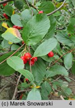 Sorbus chamaemespilus (jarząb nieszpułkowy)