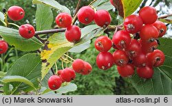 Sorbus chamaemespilus (jarząb nieszpułkowy)