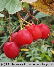 Sorbus chamaemespilus (jarząb nieszpułkowy)