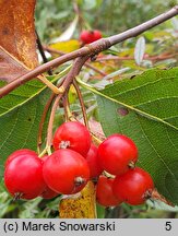 Sorbus chamaemespilus (jarząb nieszpułkowy)