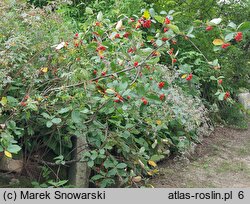 Sorbus chamaemespilus (jarząb nieszpułkowy)