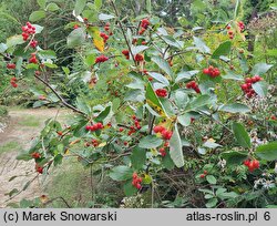 Sorbus chamaemespilus (jarząb nieszpułkowy)