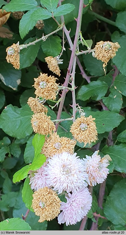 Rubus ulmifolius (jeżyna wiązolistna)