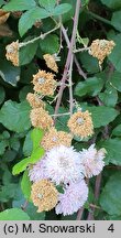 Rubus ulmifolius (jeżyna wiązolistna)