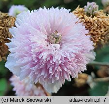 Rubus ulmifolius (jeżyna wiązolistna)