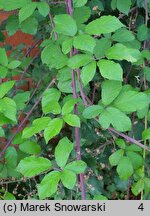 Rubus ulmifolius (jeżyna wiązolistna)