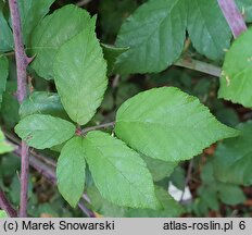 Rubus ulmifolius (jeżyna wiązolistna)