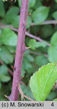 Rubus ulmifolius (jeżyna wiązolistna)