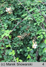 Rubus ulmifolius (jeżyna wiązolistna)