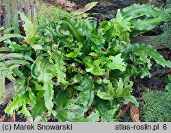 Asplenium scolopendrium Sagittata