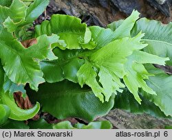 Asplenium scolopendrium Sagittata