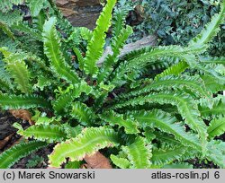 Asplenium scolopendrium Angustifolia