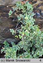 Hedera helix Yellow Ripple