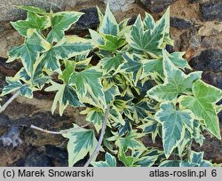 Hedera helix Yellow Ripple