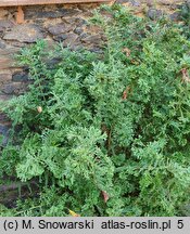 Dryopteris affinis agg. Cristata The King