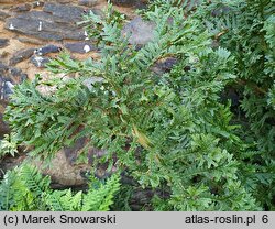 Dryopteris affinis agg. Cristata The King