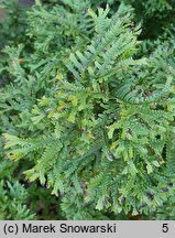 Dryopteris affinis agg. Cristata The King