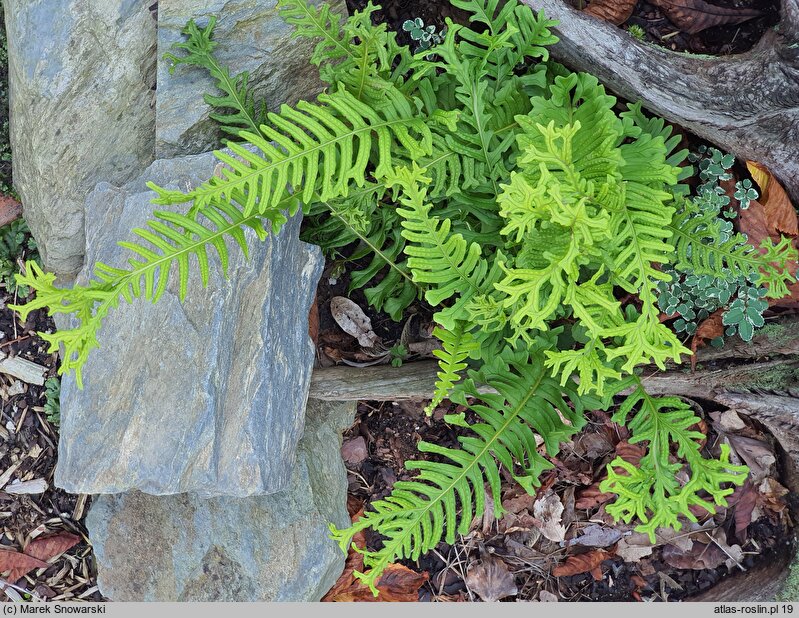 Polypodium vulgare s.l. Bifido Multifidum