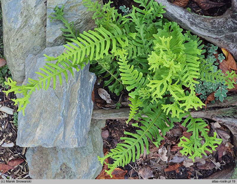 Polypodium vulgare Bifido Multifidum