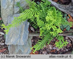 Polypodium vulgare s.l. Bifido Multifidum