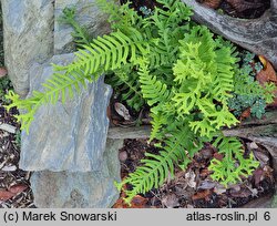 Polypodium vulgare Bifido Multifidum