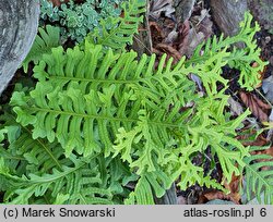 Polypodium vulgare Bifido Multifidum