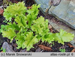 Asplenium scolopendrium Furcata