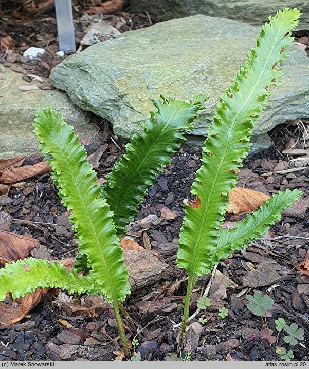 Asplenium scolopendrium Marginata Angustissima