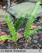 Asplenium scolopendrium Marginata Angustissima