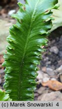 Asplenium scolopendrium Marginata Angustissima