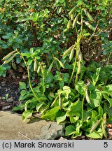 Hosta minor (funkia mniejsza)